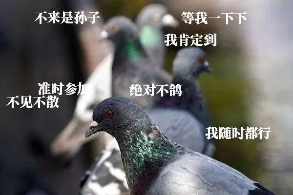 和平鸽活动后归巢主人吹哨迎接