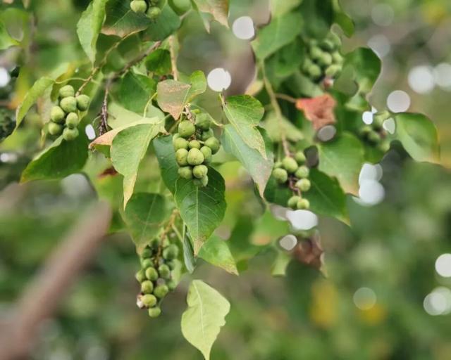 秋日限定“色卡”！来长宁“郊野公园”免费漫步赏景→