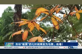 形似“板栗”的七叶树果实为马栗，有毒！视频封面