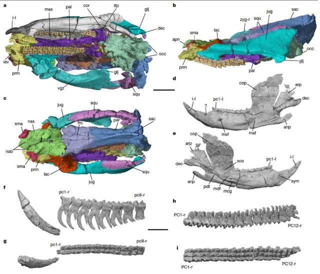 改写生命演化史！2025我国古生物学研究在多领域取得突破 | 新华社