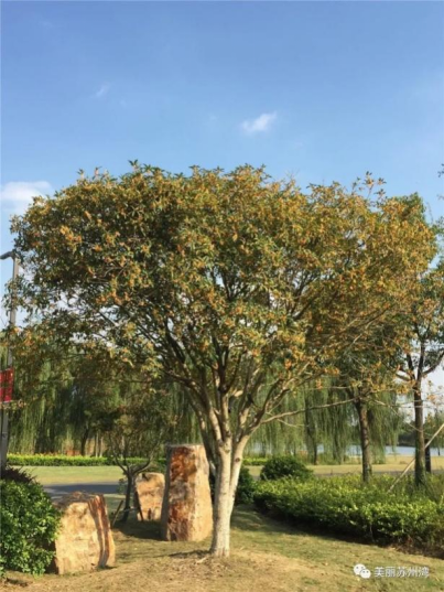 欢聚吴江· “香”遇桂花季丨上线了！吴江赏桂地图！