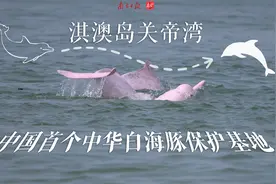 珠海城市“合伙人”，为什么情定中华白海豚？图片
