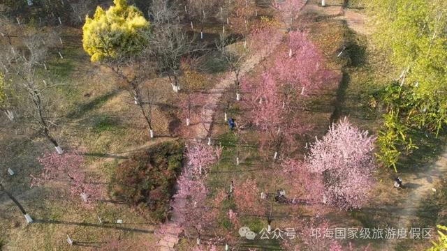 【冬季暖阳 凉山不凉】比春天先来的浪漫，是西昌的冬樱花