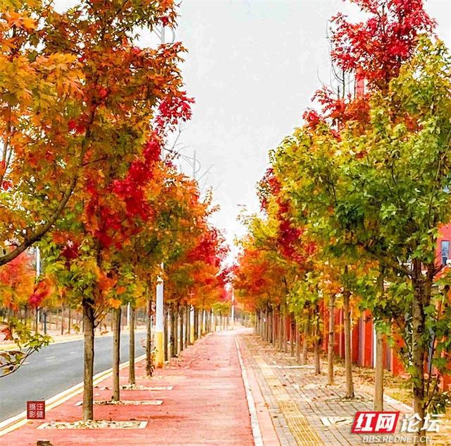 秋游时刻丨这条“双洲西路”，才是安乡秋天真正的颜值担当