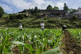 瓮安县玉山镇：大豆玉米复合种植 一地两用促增收图片