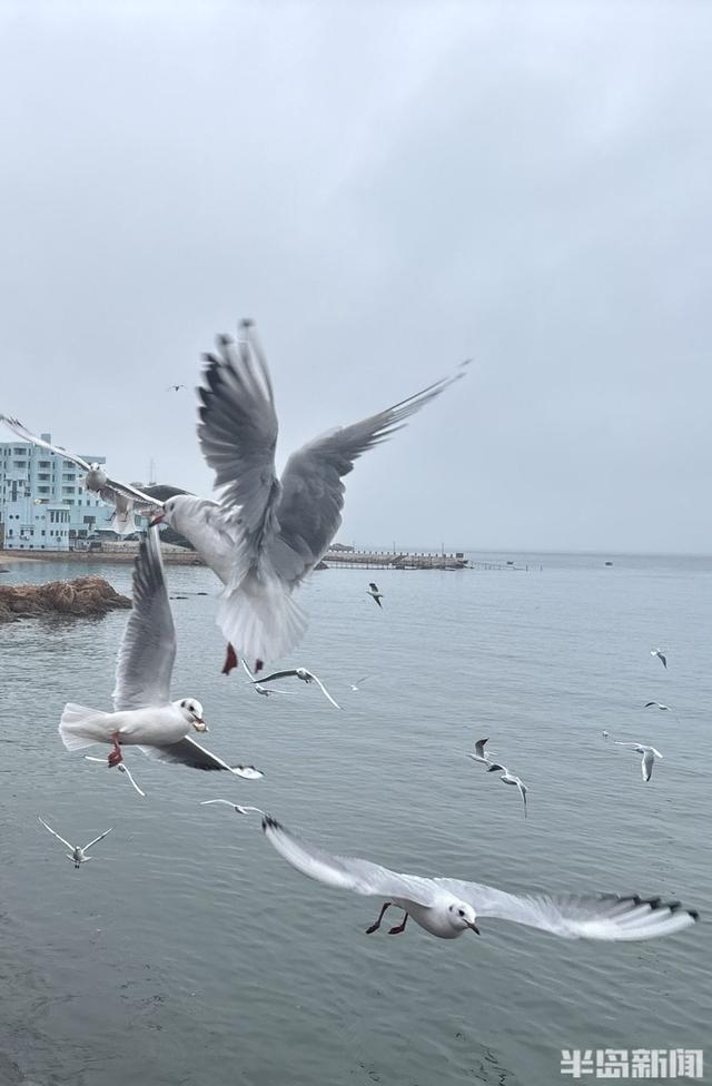 鸥遇青岛｜快来吸“鸥”气！5种神仙玩法刷爆朋友圈→