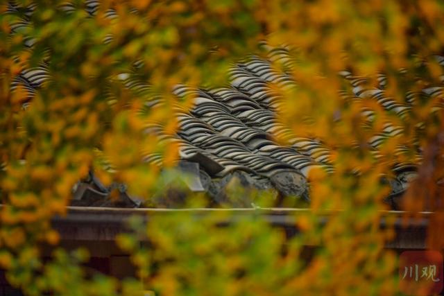 C视觉丨宽窄巷子银杏黄了 成都“金色浪漫”正当时