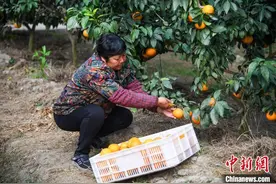 浙江南浔：5000多亩“红美人”柑橘喜迎丰收图片