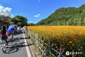 【高清组图】初秋，贵阳十里河滩成花海图片