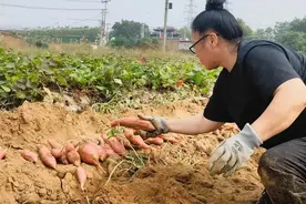 顺义区红薯种植面积达1000亩  “小红薯”种出“甜蜜”产业链图片