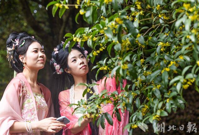 咸宁桂花盛放 全城浸在香甜里