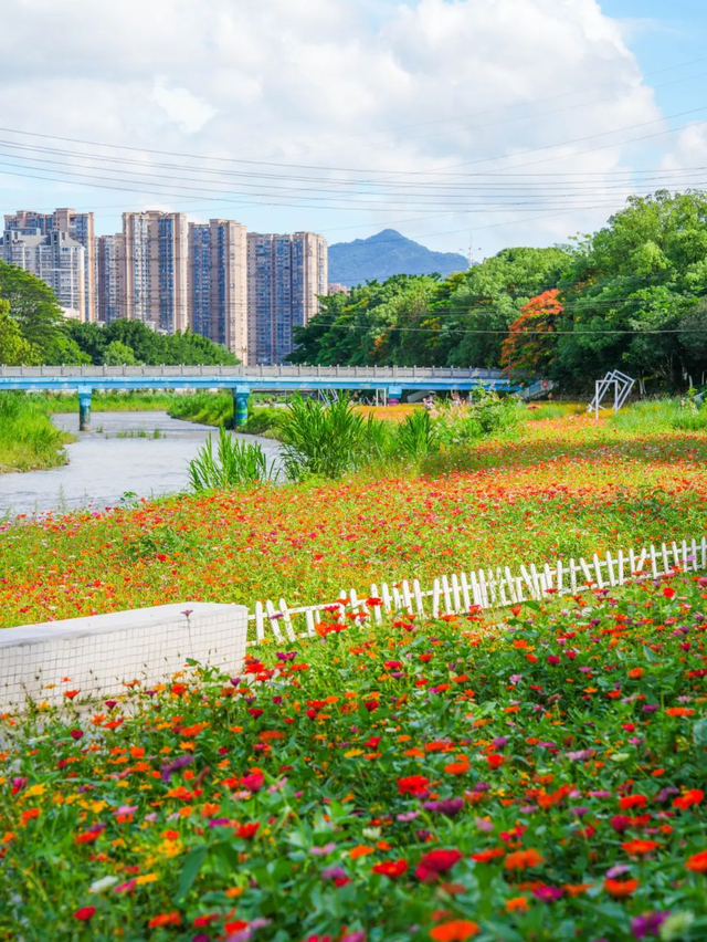 龙岩新罗赏秋指南！这些出片好景满满的氛围感~
