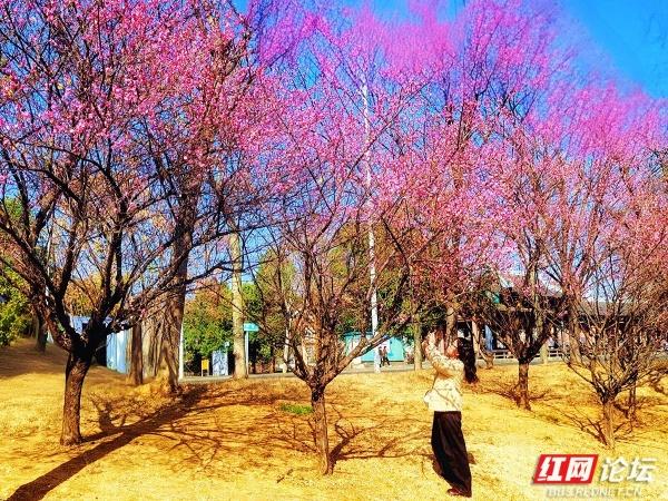 常德赏梅正当时！城区多处梅景成冬日打卡地