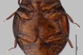 新物种+3！韶关丹霞山已发现48个新物种图片