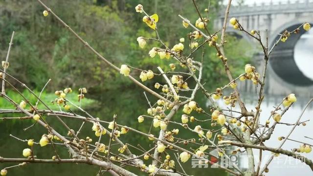 重庆今冬第一波蜡梅开了，最佳赏花期就在本月