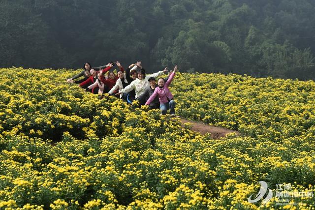 江津五举村：金丝皇菊盛开引客来