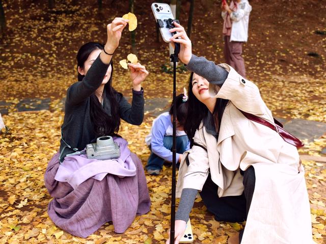 岳麓山的银杏黄了