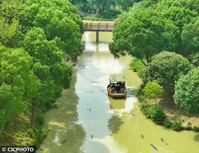 浙江长兴：乘船探湿地 邂逅“活化石”扬子鳄