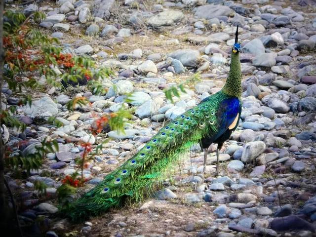 除了火把与彝绣，楚雄的“新流量密码”还藏在赛场、绣坊与山林里