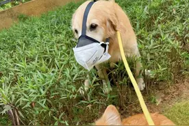 宠物狗中毒疑云：多方正接力溯源调查，犬主兽医等现身讲述图片