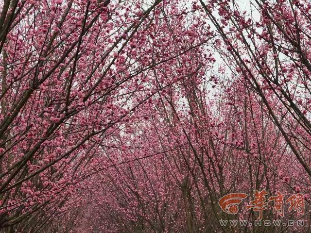西安鄠邑万株梅花竞相绽放