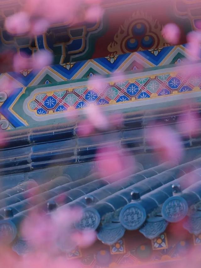 梅花山早梅“剧透”！盛花期在……