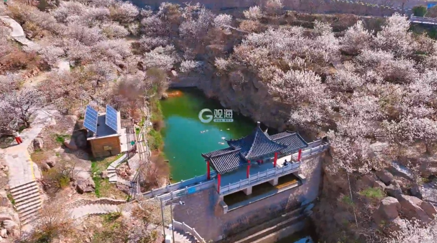 开了开了，青岛最美的时候要来了！这个周末，“大军”即将涌入……