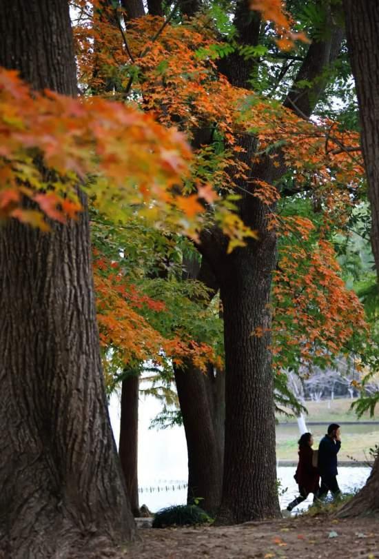 漫步这座“莫奈花园”，邂逅申城油画里的秋天