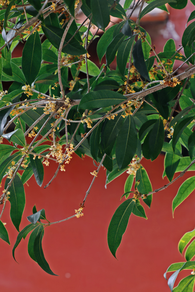 破案了！西街飘散的香味，源头竟然在开元寺