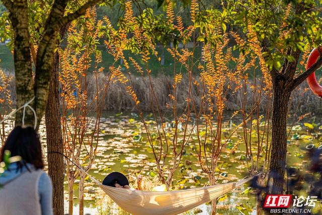 藏在长沙的冬日惊喜：乐喜湖的草木，还在演绎秋的余温