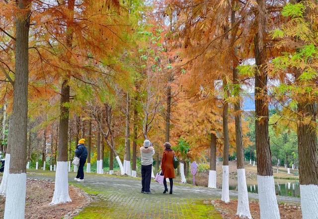 红红火火！这幅八闽“杉”水画等你细细品