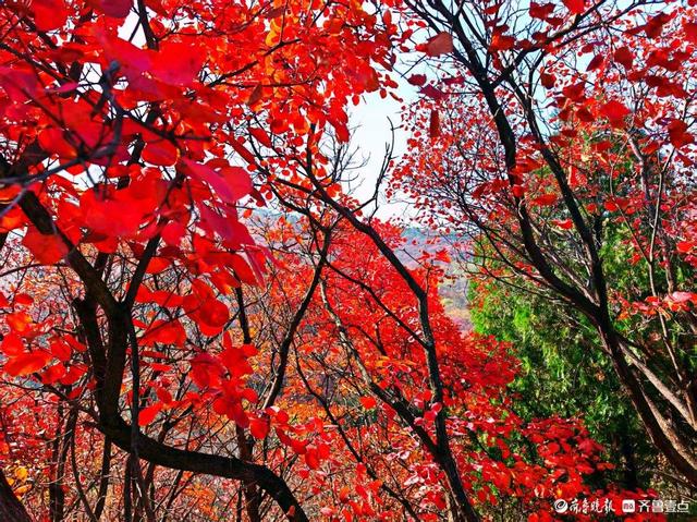 醉美深秋！济南红叶谷红叶引来大批游客