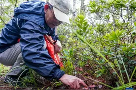 来云南采菌子，正成为一种旅游新时尚图片