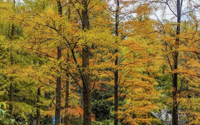 南宁市石门森林公园换上限定 “彩装”