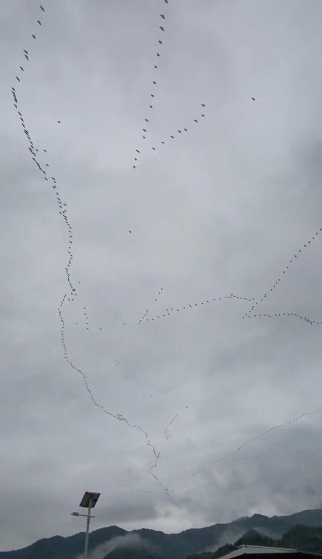 快看！这候鸟南飞的场景太壮观了！壶口瀑布游客边拍边“哇哇哇”