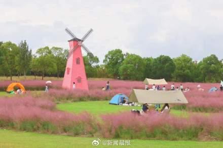 上海粉黛乱子草上妆了 气温较高观赏期推迟了一周左右