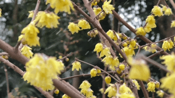 用金黄点亮季节！顾村公园蜡梅的高光时刻到了