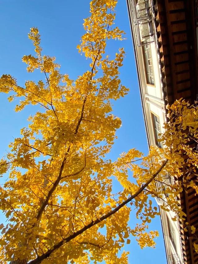 临安，一座被银杏腌入味的城市