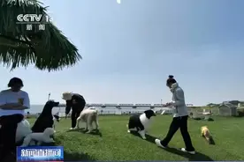 聚焦学生欺凌、烈性犬伤人等，新《治安管理处罚法》将重塑你我生活图片