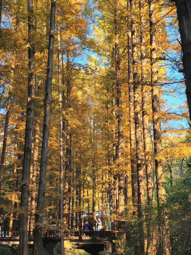 国家植物园进入彩叶最佳观赏期 樱桃沟“金色水杉林”宛如仙境