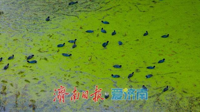 一年四季 泉在济南丨睦里闸迎来“贵客” 上百只白骨顶鸡栖息觅食成生态美景