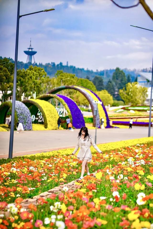 冬樱花、梅花、郁金香、虞美人......昆明最全赏花攻略请查收