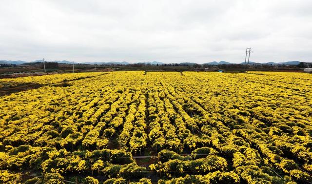 去安顺，赴赏菊之约！