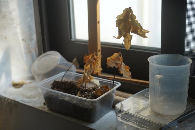 植物园不止失去一个秋天