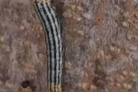 泰州泰兴市首次发现柳突瓣叶蜂图片