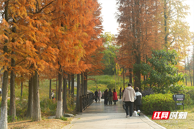 晴暖末班车！株洲神农湖彩叶美景别错过