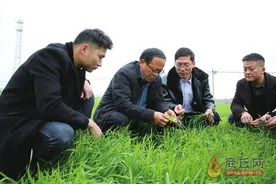 农技专家田间支招 抓好小麦越冬管理图片