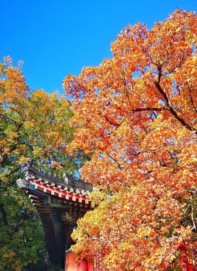 明天休息！北京赏秋攻略这不就来了→
