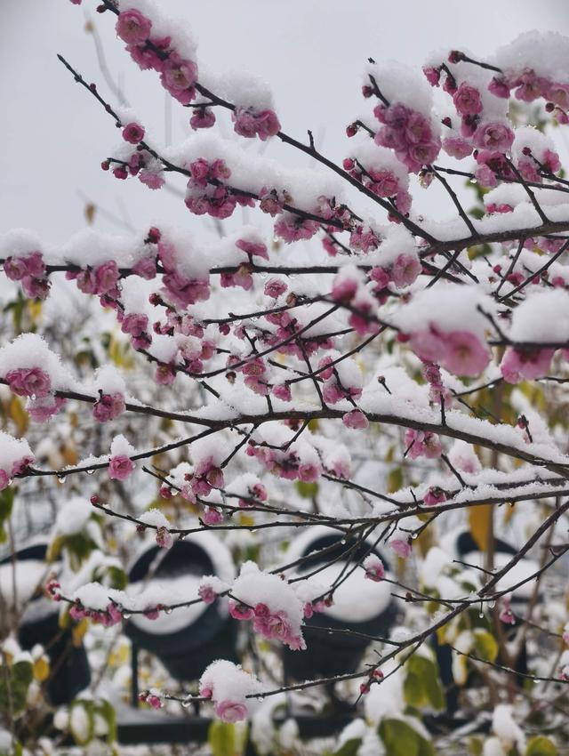 武汉雪景美不胜收