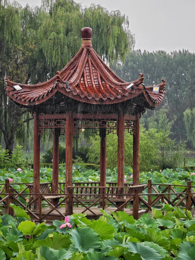 稻香湖荷叶接雨成“珍珠盘”，雨中荷花美到窒息